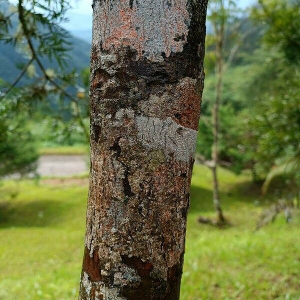 Podocarpus urbanii Bark