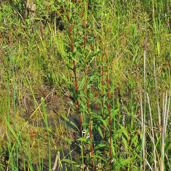 Solidago uliginosa Natur