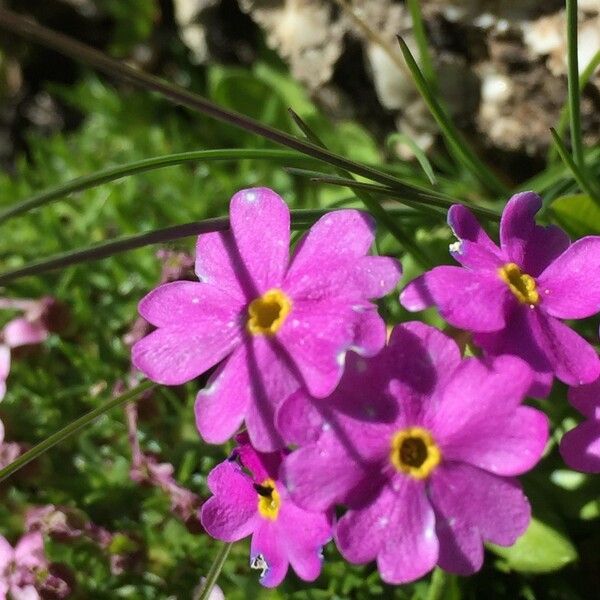 Primula farinosa Kwiat