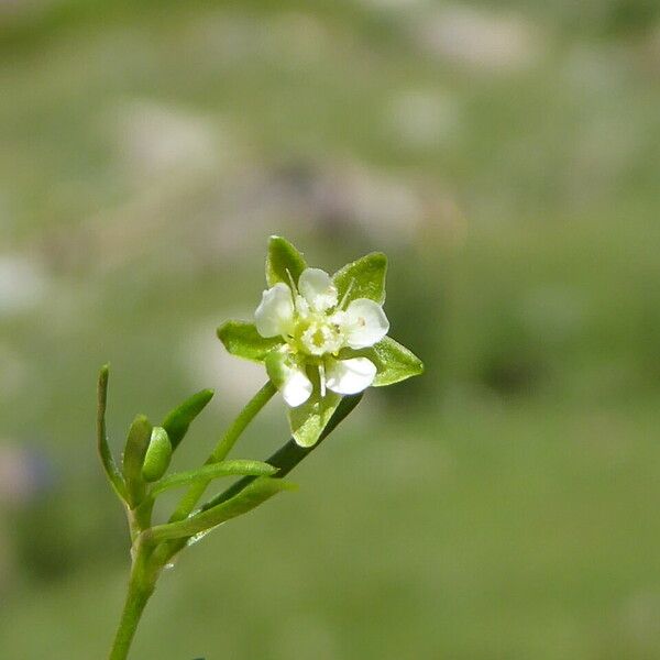 Sagina saginoides Blomma