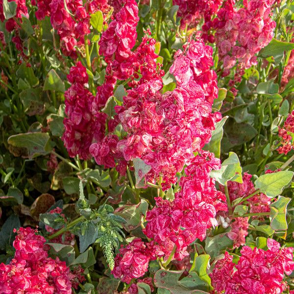 Rumex vesicarius Fiore