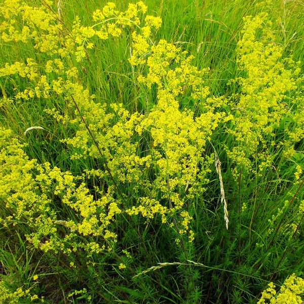 Galium verum Облик