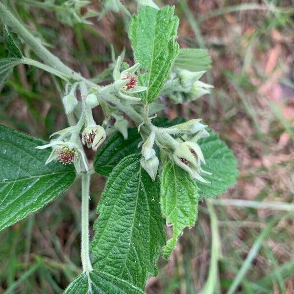 Rubus apetalus Flower