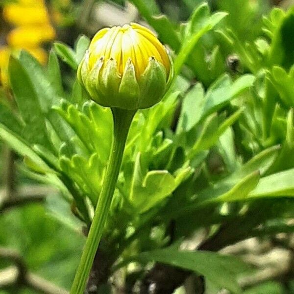 Euryops chrysanthemoides Цветок