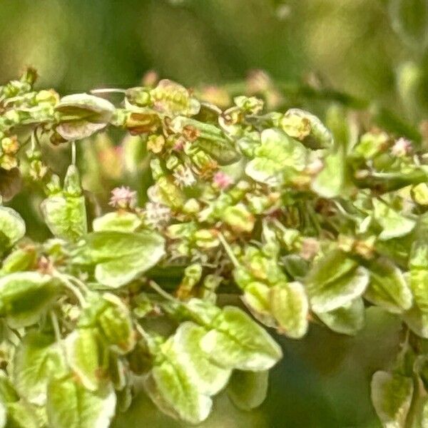 Rumex thyrsiflorus Cvet