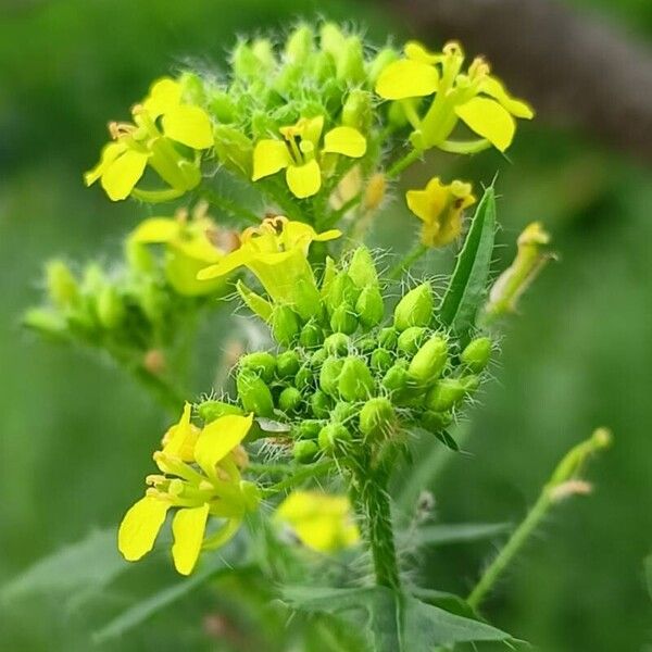 Sisymbrium loeselii Flower