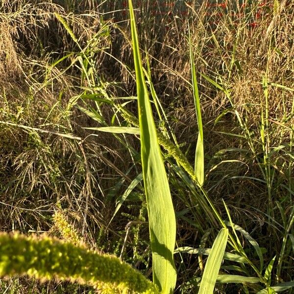 Setaria verticillata Leaf