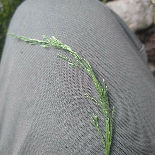 Poa nemoralis Flower