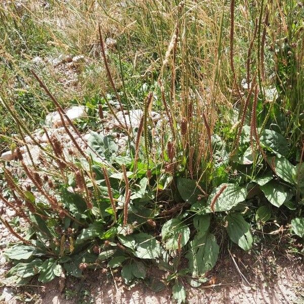 Plantago major 形態