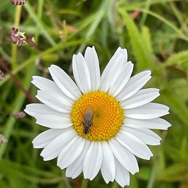 Leucanthemum ircutianum ᱵᱟᱦᱟ