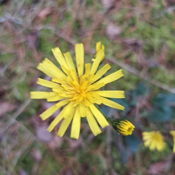 Hieracium murorum Blomst