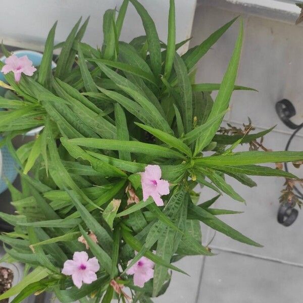 Ruellia simplex Blatt