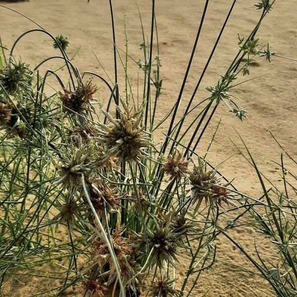 Cyperus conglomeratus Hábito