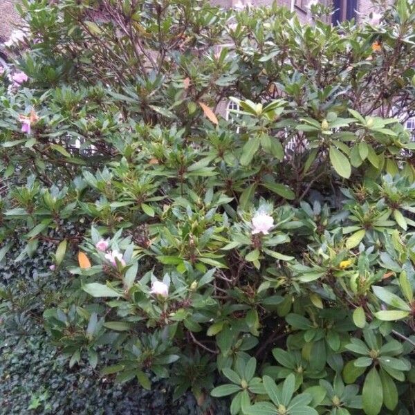 Rhododendron ponticum Habit