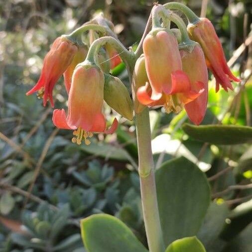 Cotyledon orbiculata Flower