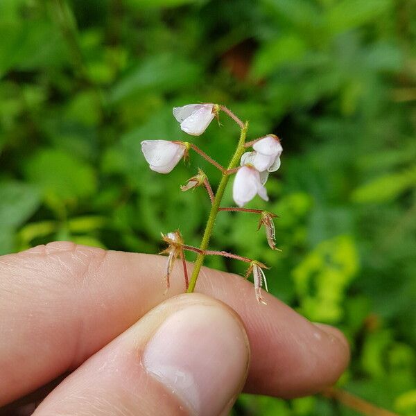 Grona adscendens Blüte