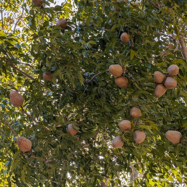 Swietenia mahagoni Φρούτο