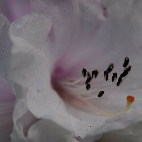 Rhododendron oreodoxa Flower