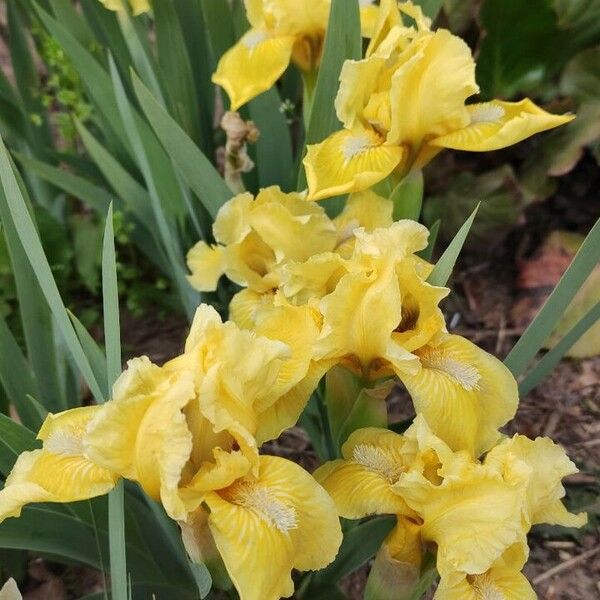 Iris barbatula 花