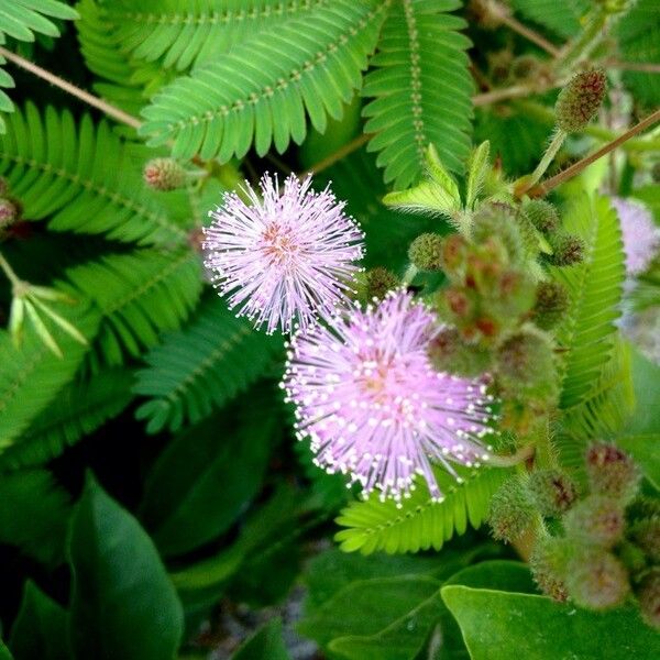 Mimosa pudica പുഷ്പം