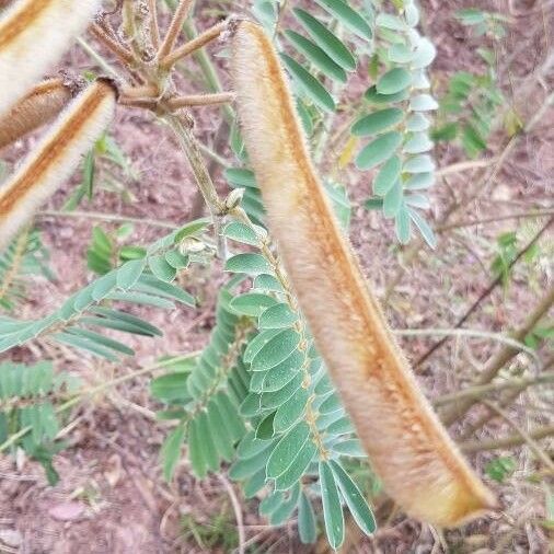 Tephrosia vogelii Fruit