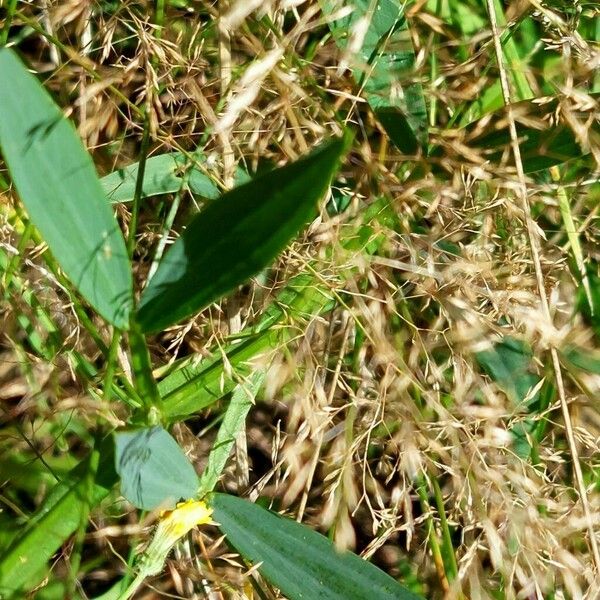 Lathyrus sylvestris 葉