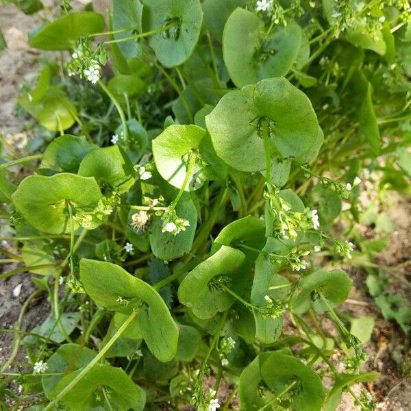 Claytonia perfoliata Costuma