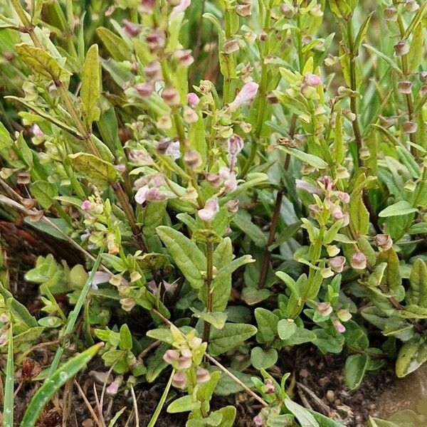 Scutellaria minor Flower