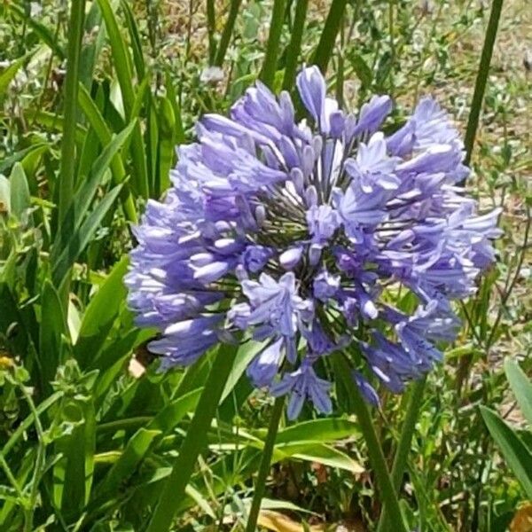 Agapanthus praecox Цветок