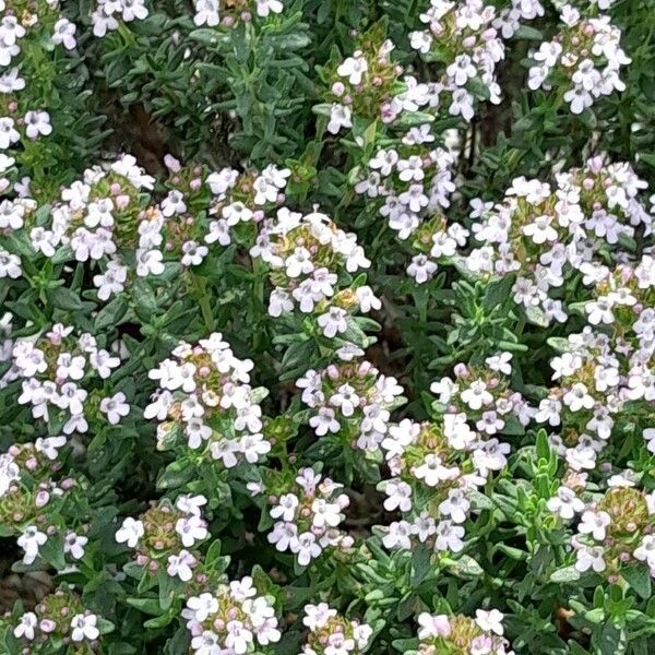 Thymus vulgaris Habitus