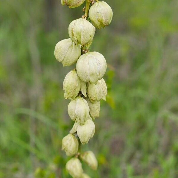 Yucca arkansana Blomst