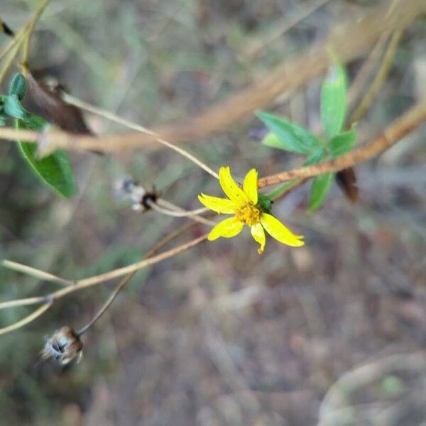 Aspilia mossambicensis Flower