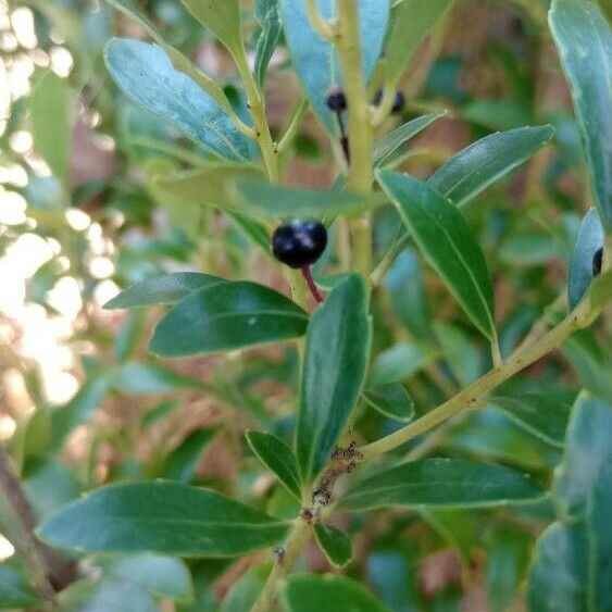 Ilex glabra Плід