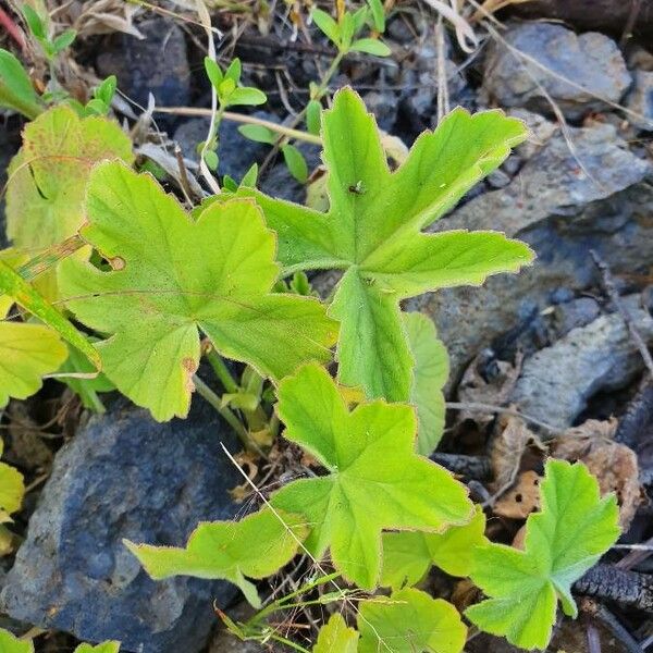 Pelargonium multibracteatum Blad