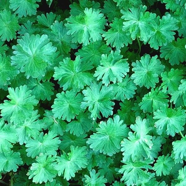 Geranium molle Feuille