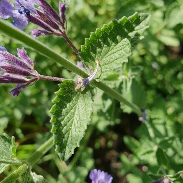 Nepeta racemosa Leaf