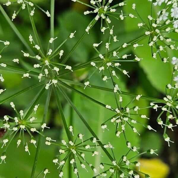 Aegopodium podagraria 果實