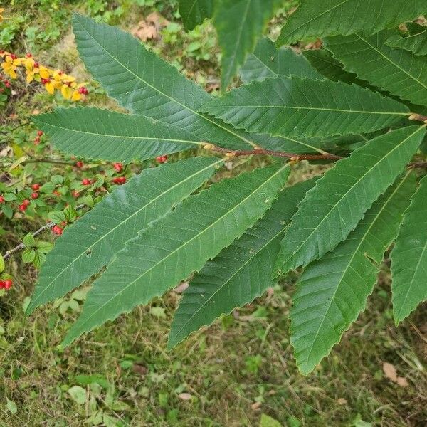 Castanea dentata Leaf