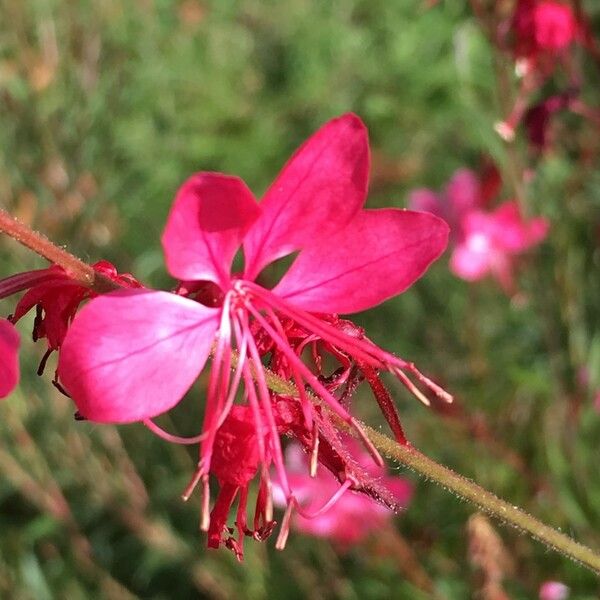 Gaura lindheimeri Цвят