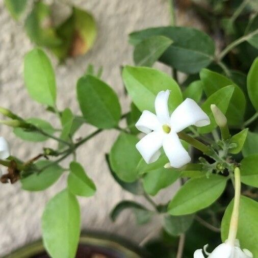 Jasminum grandiflorum 花