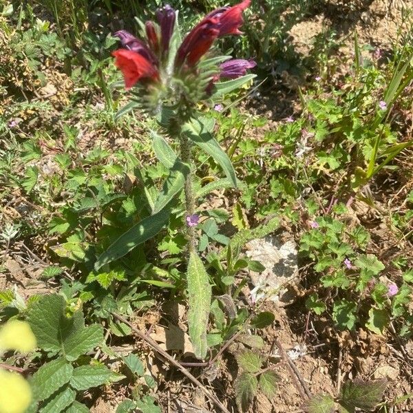 Echium angustifolium Habitus