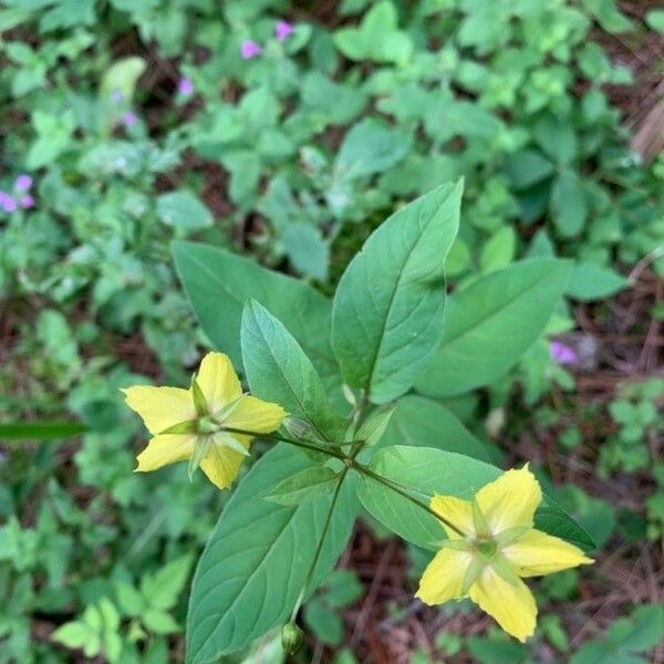 Lysimachia ciliata Flor