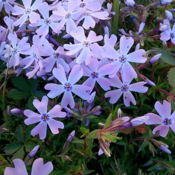 Phlox subulata 花