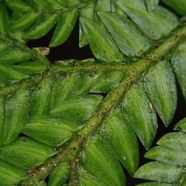 Selaginella vogelii Leaf