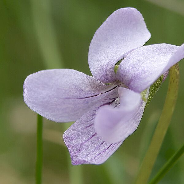 Viola palustris Virág