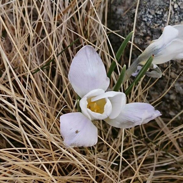 Crocus carpetanus പുഷ്പം