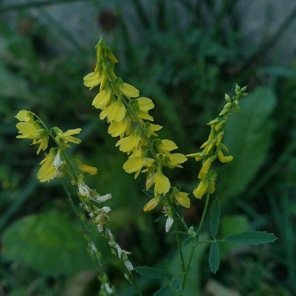 Melilotus officinalis Lorea