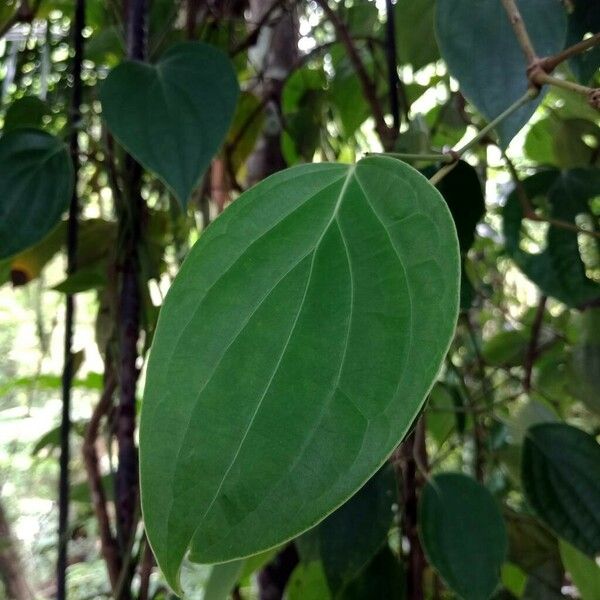 Piper nigrum Leaf