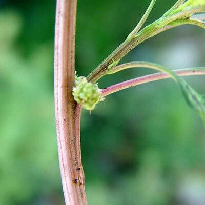 Amaranthus tortuosus फूल