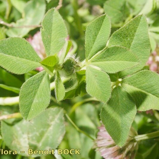Trifolium isthmocarpum Inny